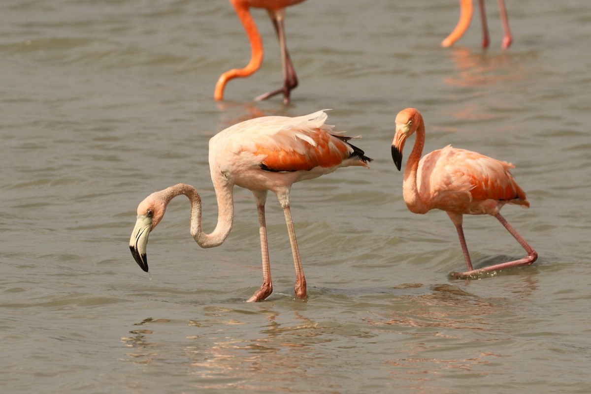 American Flamingo - ML620693506