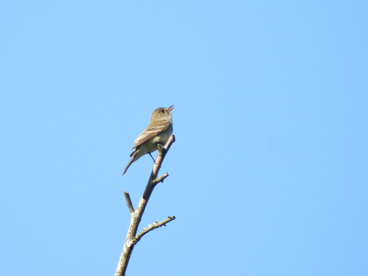 Willow Flycatcher - ML620693508