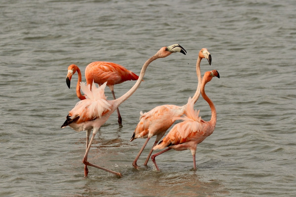 American Flamingo - ML620693509