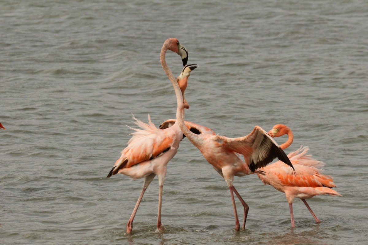 American Flamingo - ML620693511