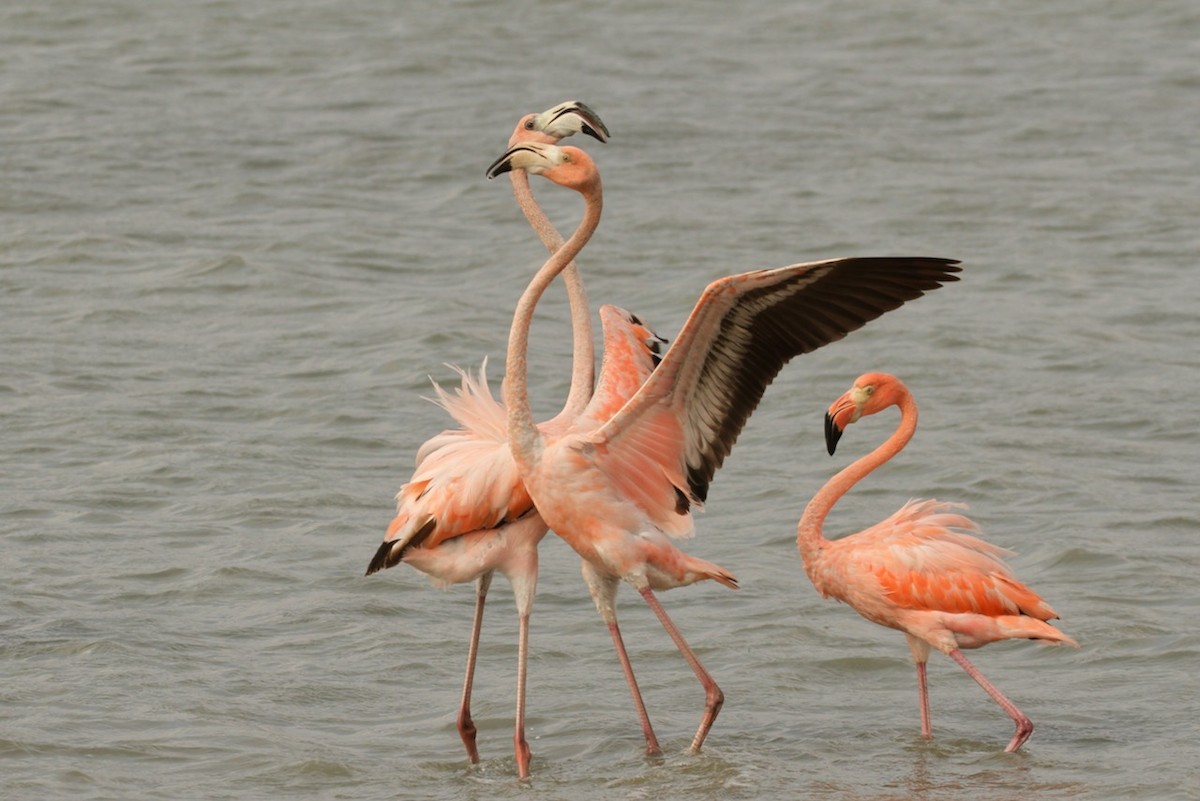 Flamant des Caraïbes - ML620693512