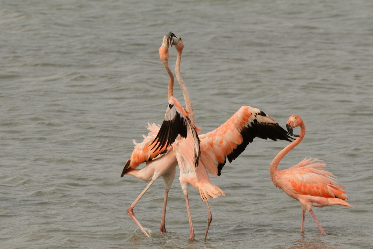 Flamant des Caraïbes - ML620693513