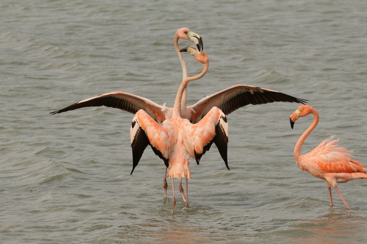 American Flamingo - ML620693514