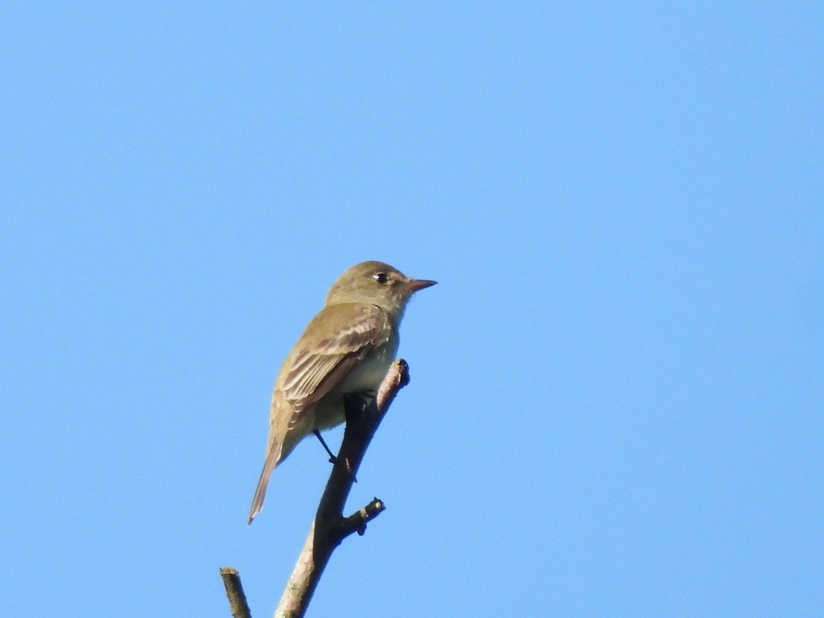 Willow Flycatcher - ML620693516