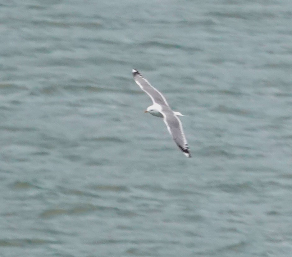 Short-billed Gull - ML620693517