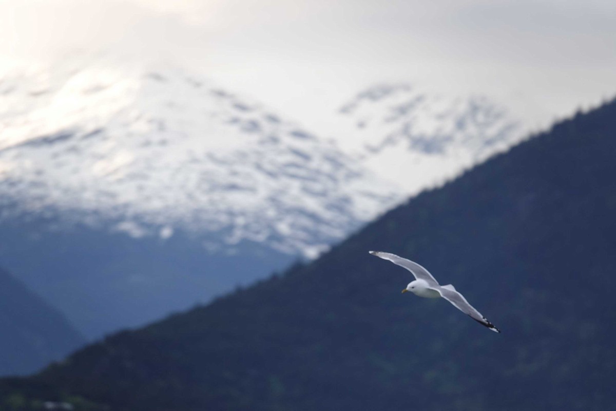 Short-billed Gull - ML620693518