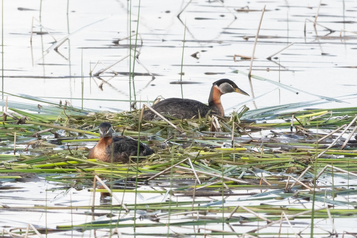 Red-necked Grebe - ML620693519