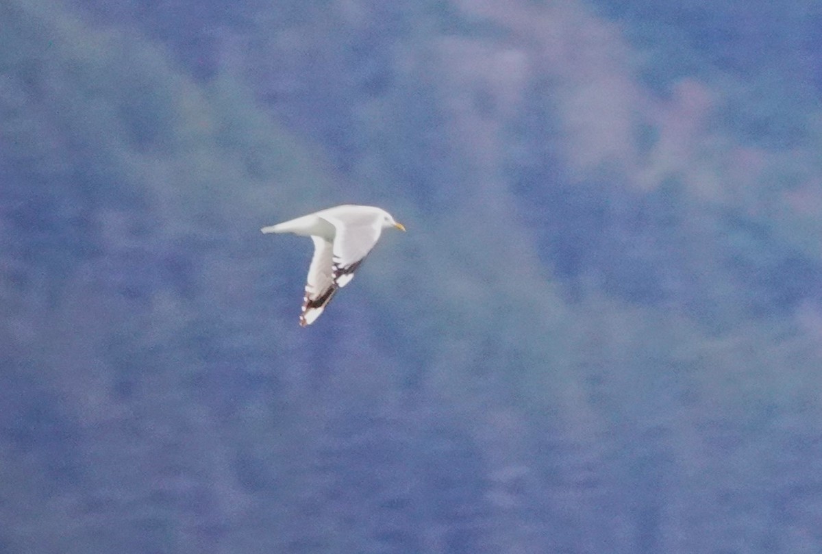 Short-billed Gull - ML620693522