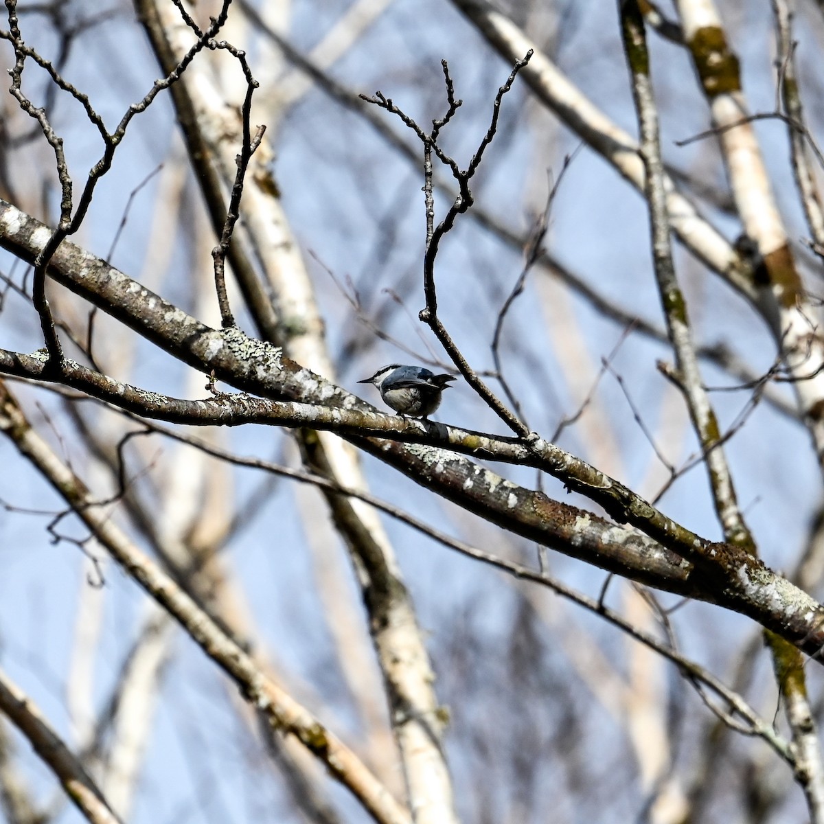 Eurasian Nuthatch (Buff-bellied) - ML620693524