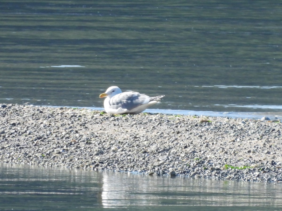 Goéland à ailes grises - ML620693525