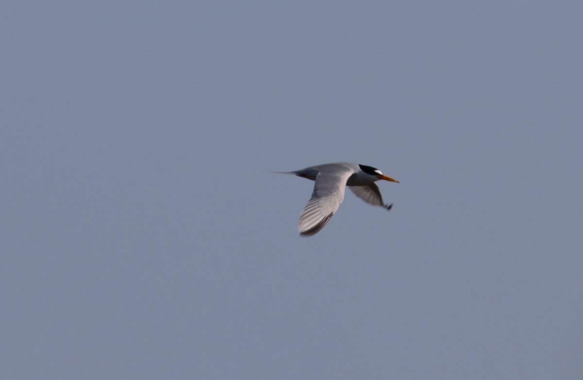 Least Tern - ML620693526