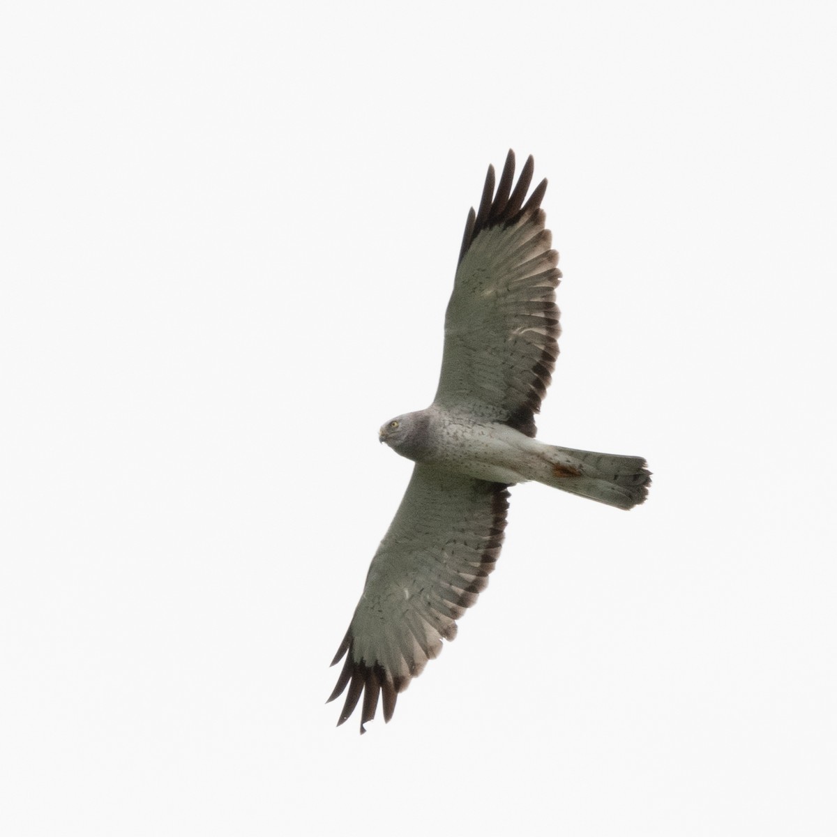 Northern Harrier - ML620693527