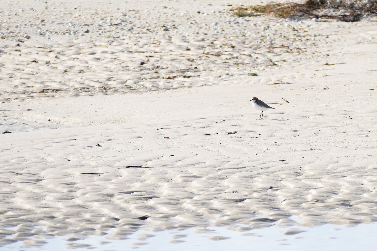 Red-capped Plover - ML620693528