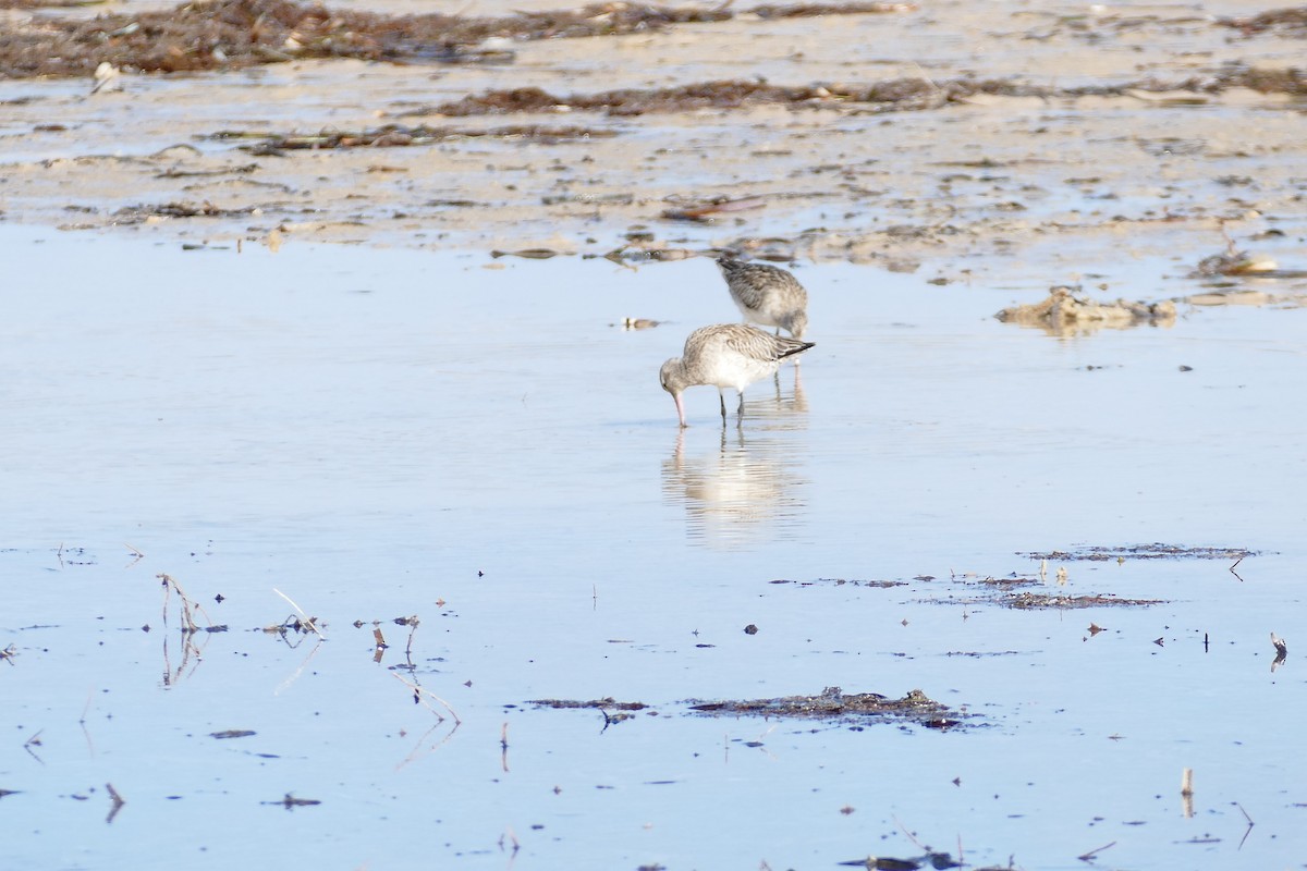 Bar-tailed Godwit - ML620693529