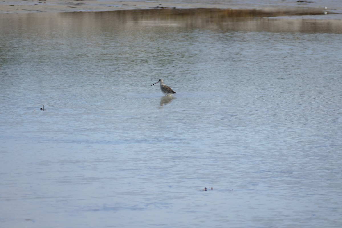 Bar-tailed Godwit - Colin Howells