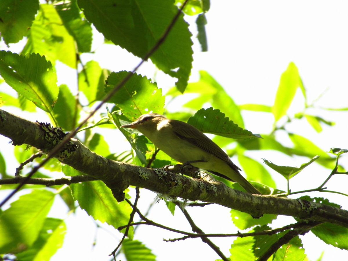 Kızıl Gözlü Vireo - ML620693531