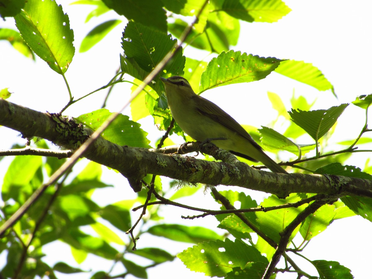 Vireo Ojirrojo - ML620693532