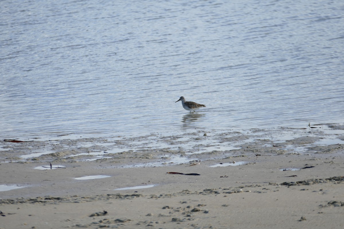 Great Knot - ML620693533