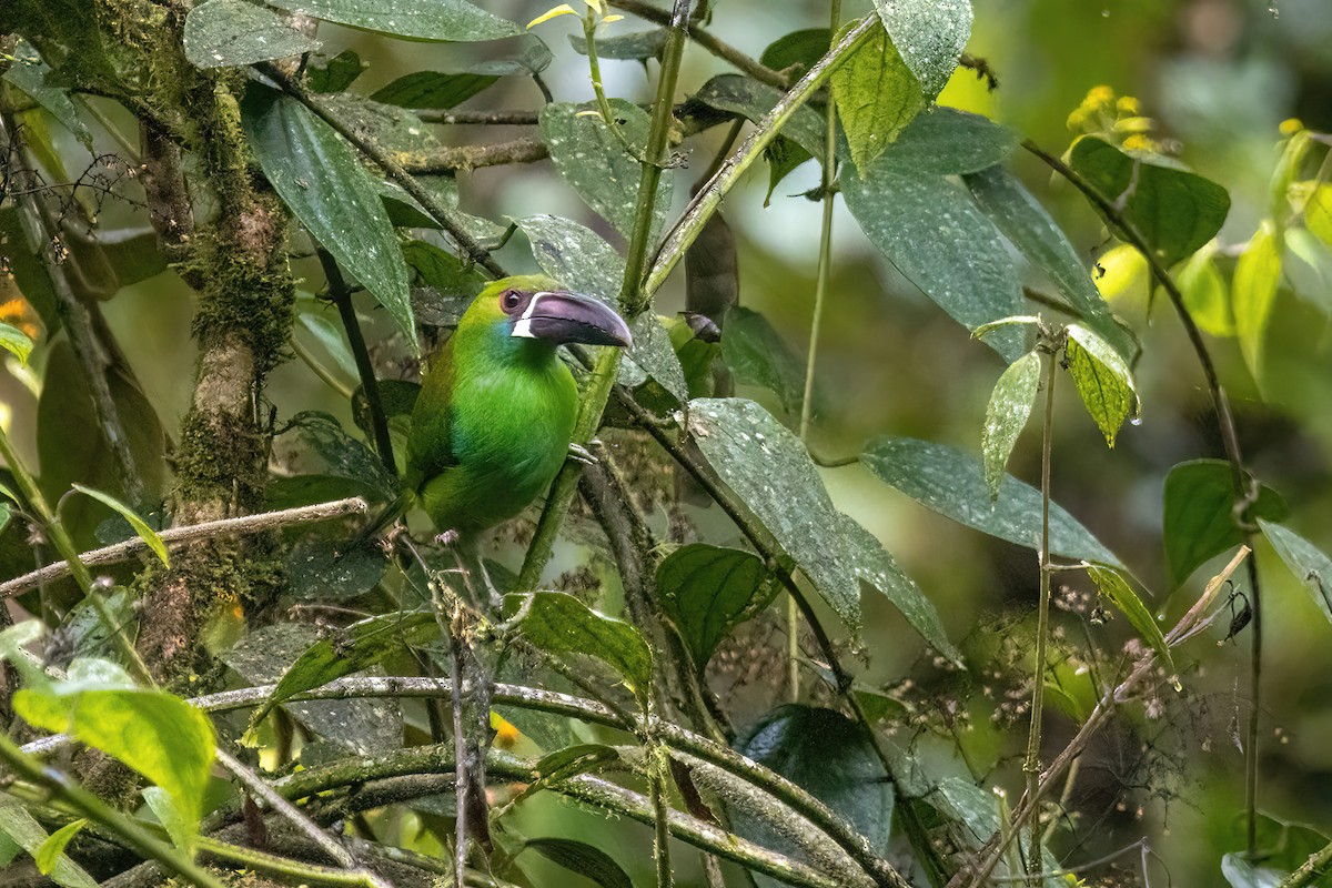 Crimson-rumped Toucanet - ML620693534