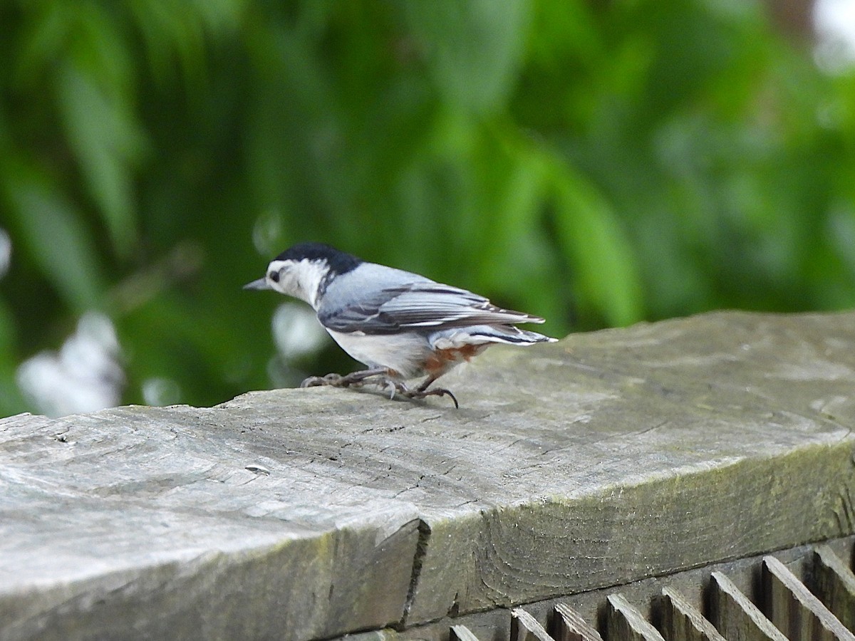 White-breasted Nuthatch - ML620693535