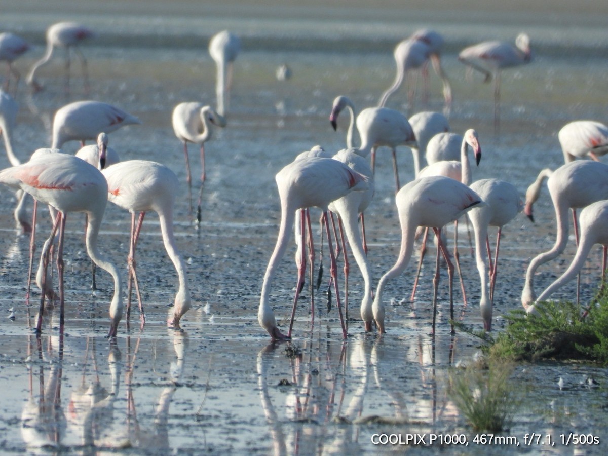 Greater Flamingo - ML620693536