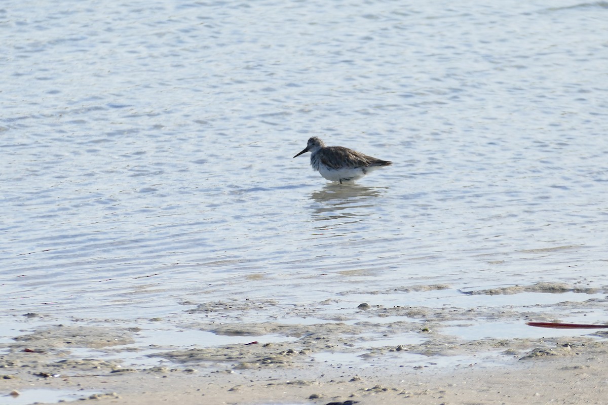 Great Knot - Colin Howells