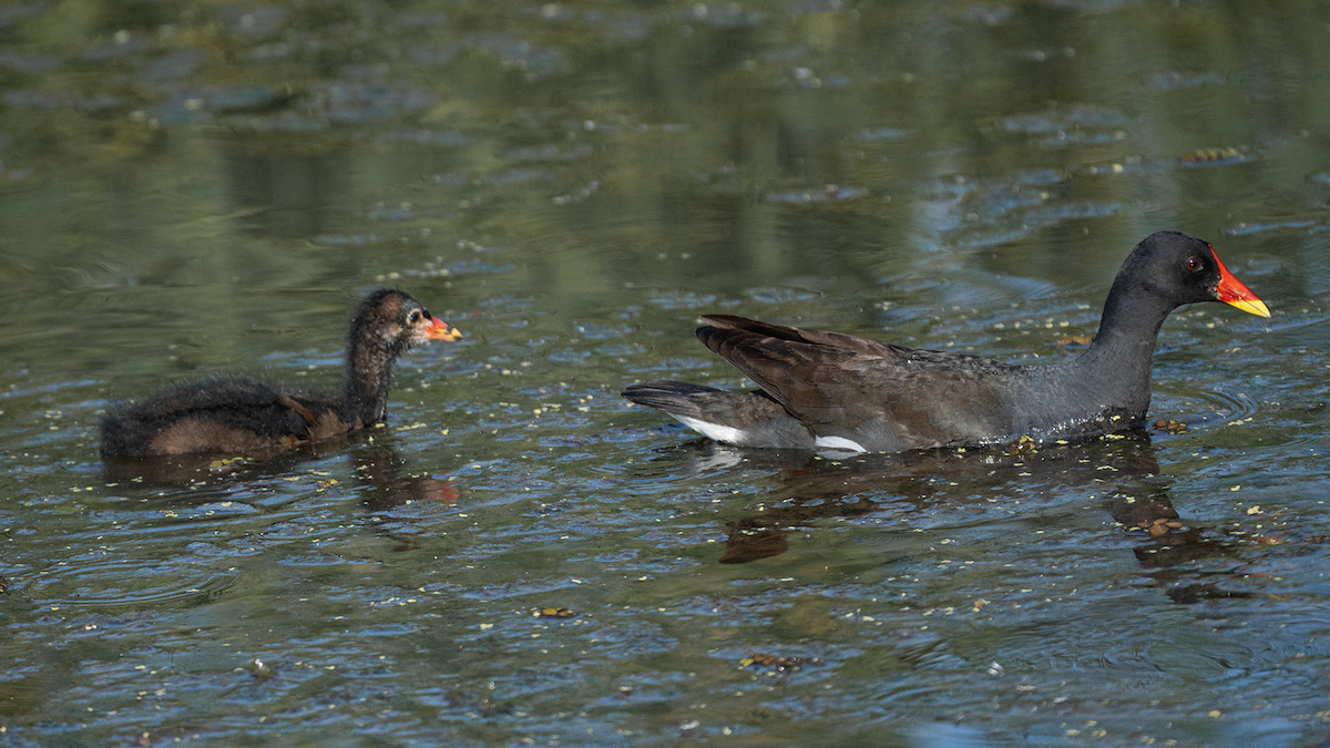 Eurasian Moorhen - Xinsheng Wei