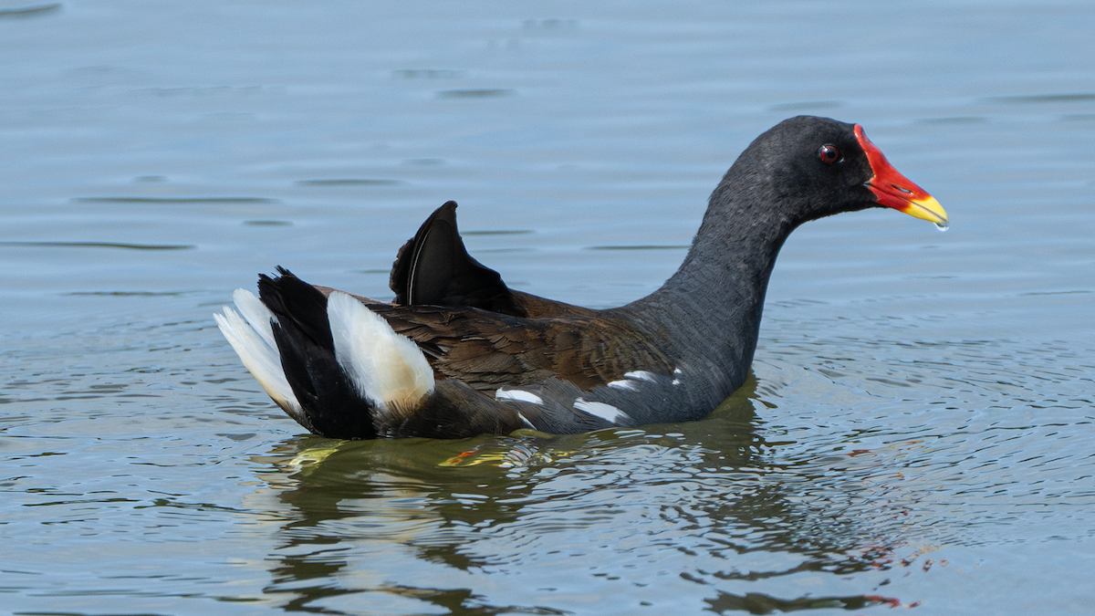 Eurasian Moorhen - ML620693539