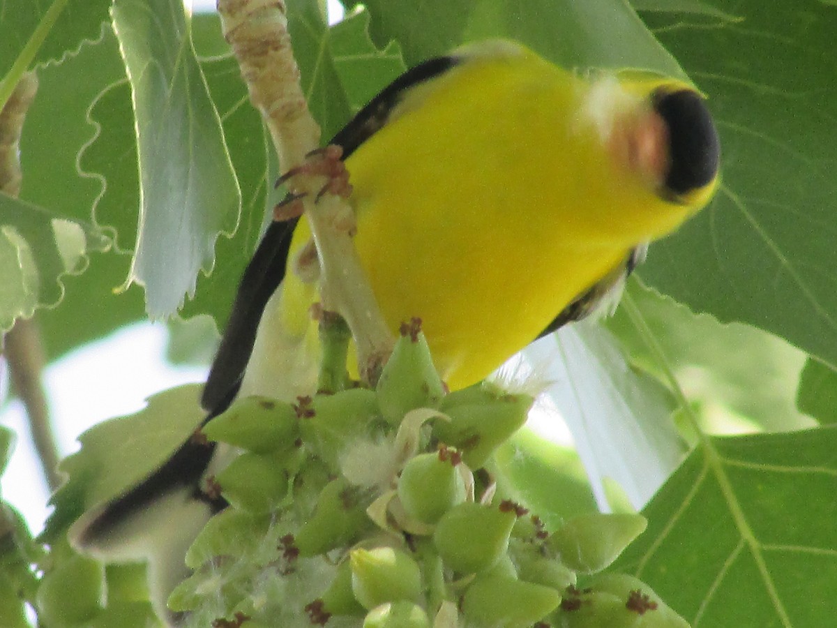 American Goldfinch - ML620693541