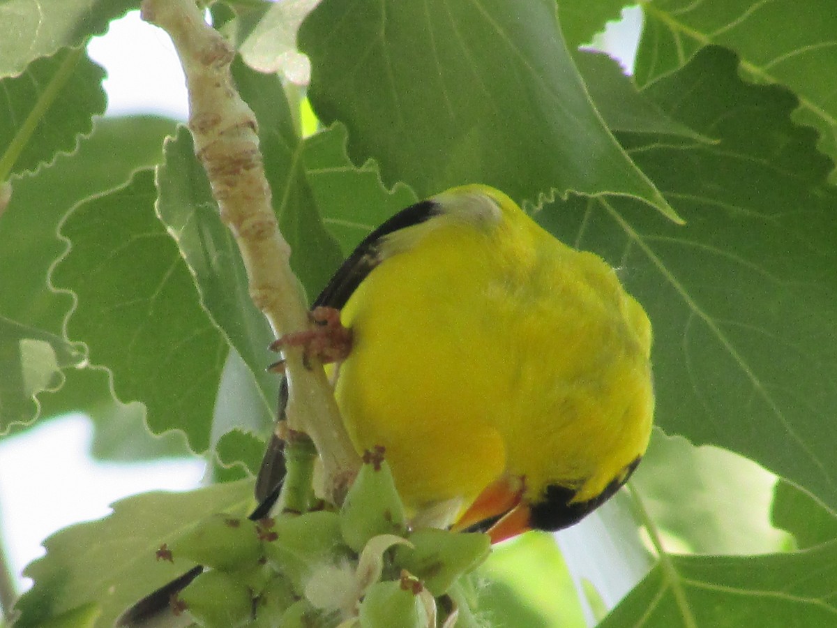 Chardonneret jaune - ML620693542