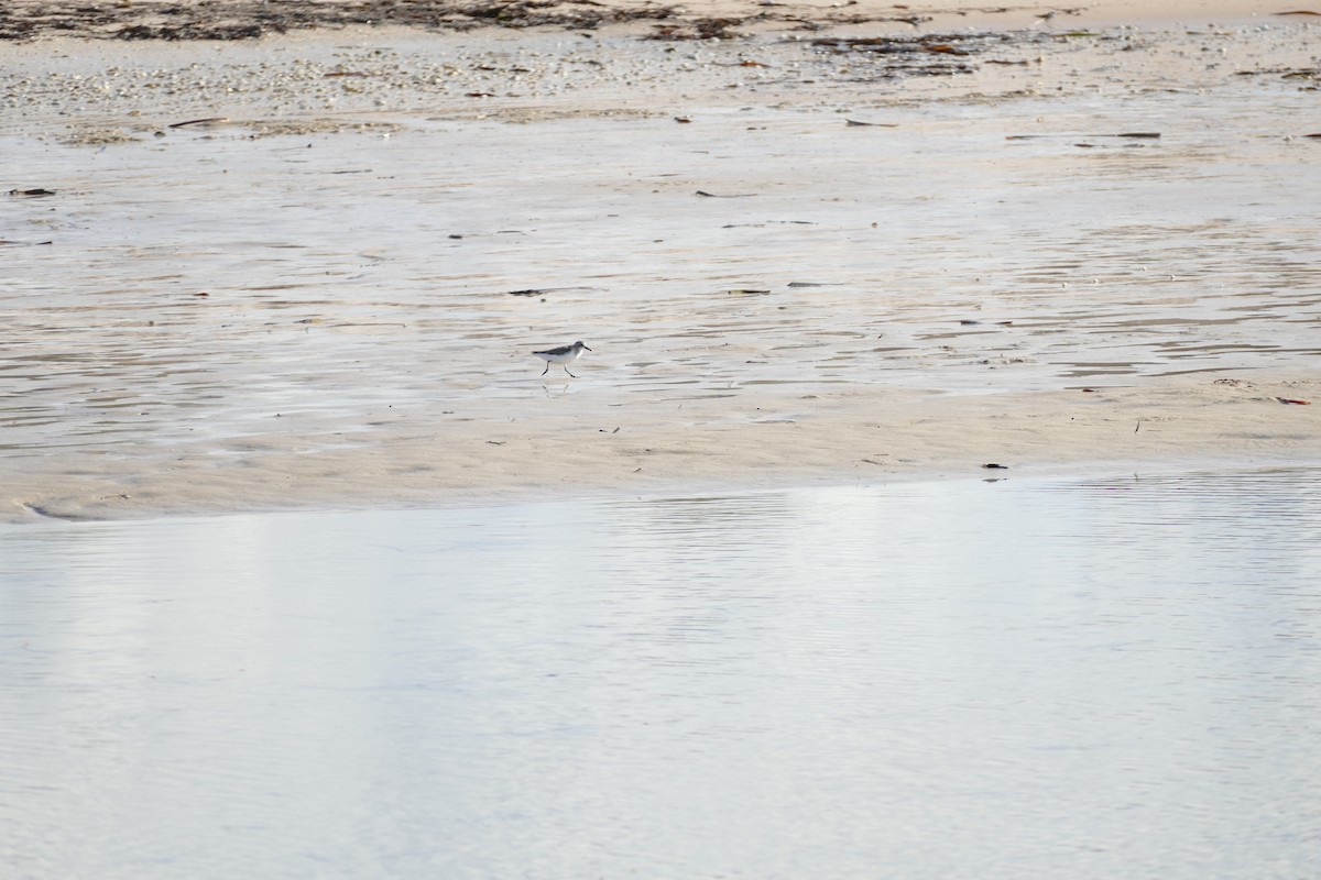 Red-necked Stint - ML620693543