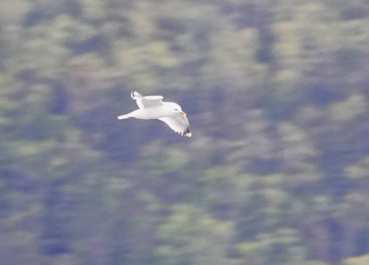 Short-billed Gull - ML620693547