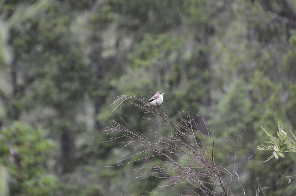 Willow Flycatcher - ML620693548