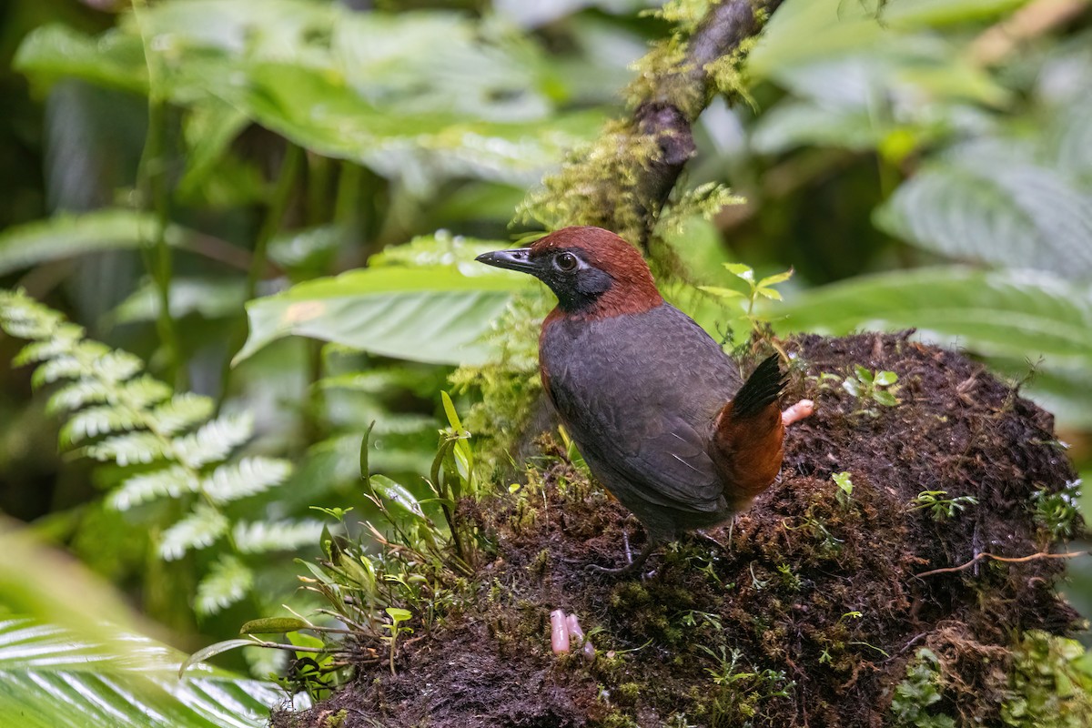 Rufous-breasted Antthrush - ML620693549