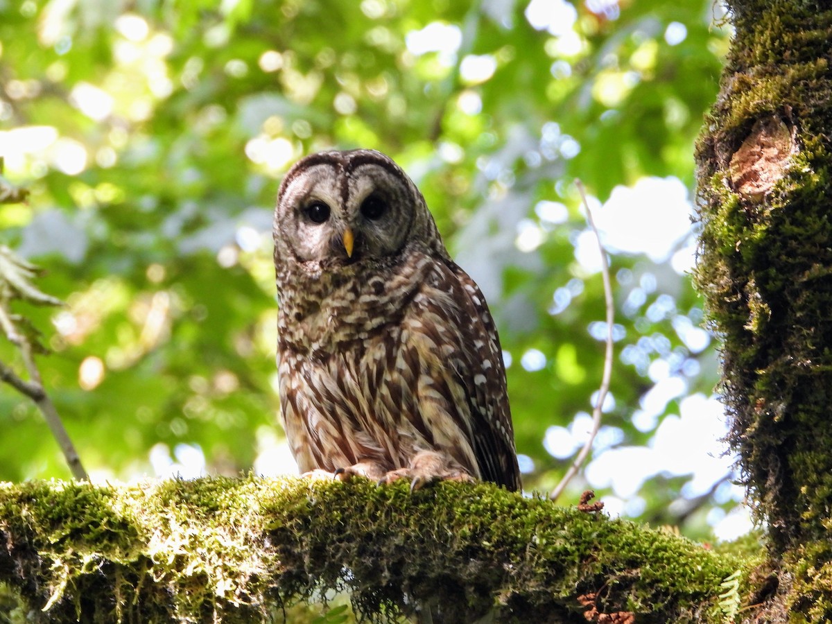 Barred Owl - ML620693553