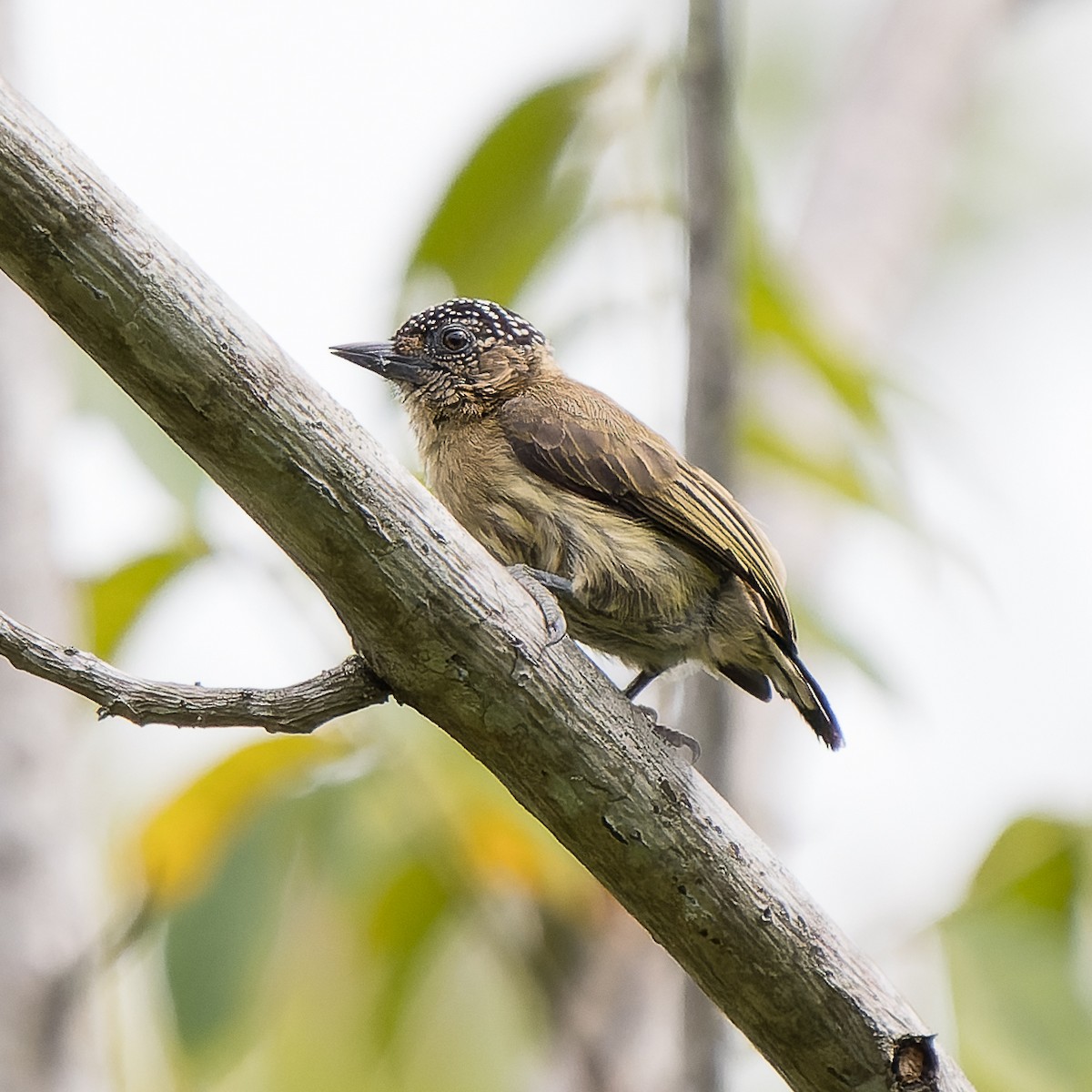 Olivaceous Piculet - Jairo Cadavid