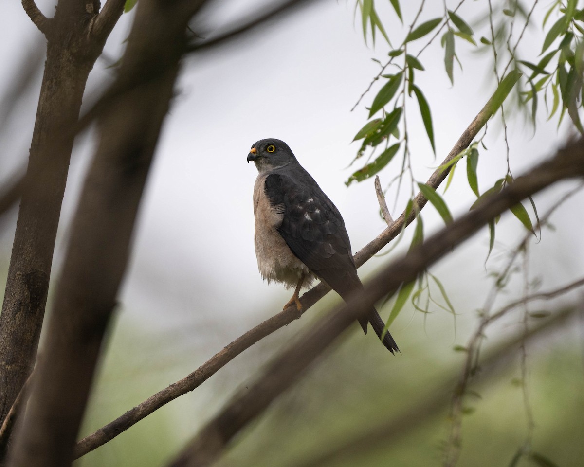 Chinese Sparrowhawk - ML620693555