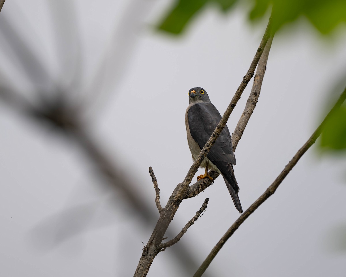 Chinese Sparrowhawk - ML620693556