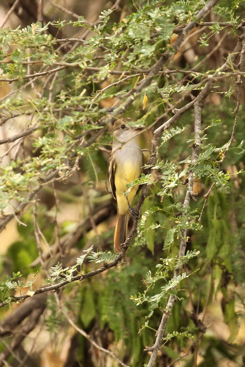 Brown-crested Flycatcher - ML620693559