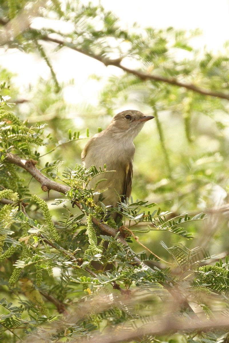 Caribbean Elaenia - ML620693561