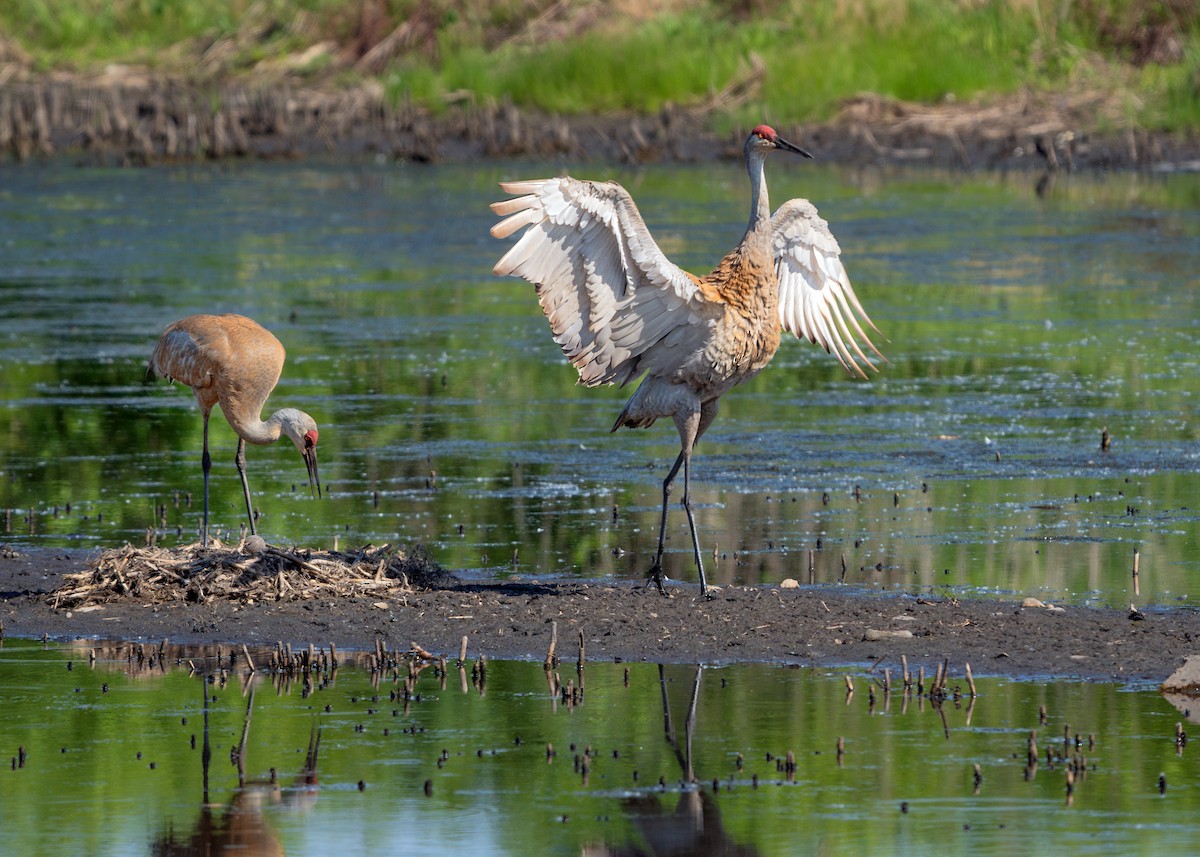 Sandhill Crane - Dori Eldridge