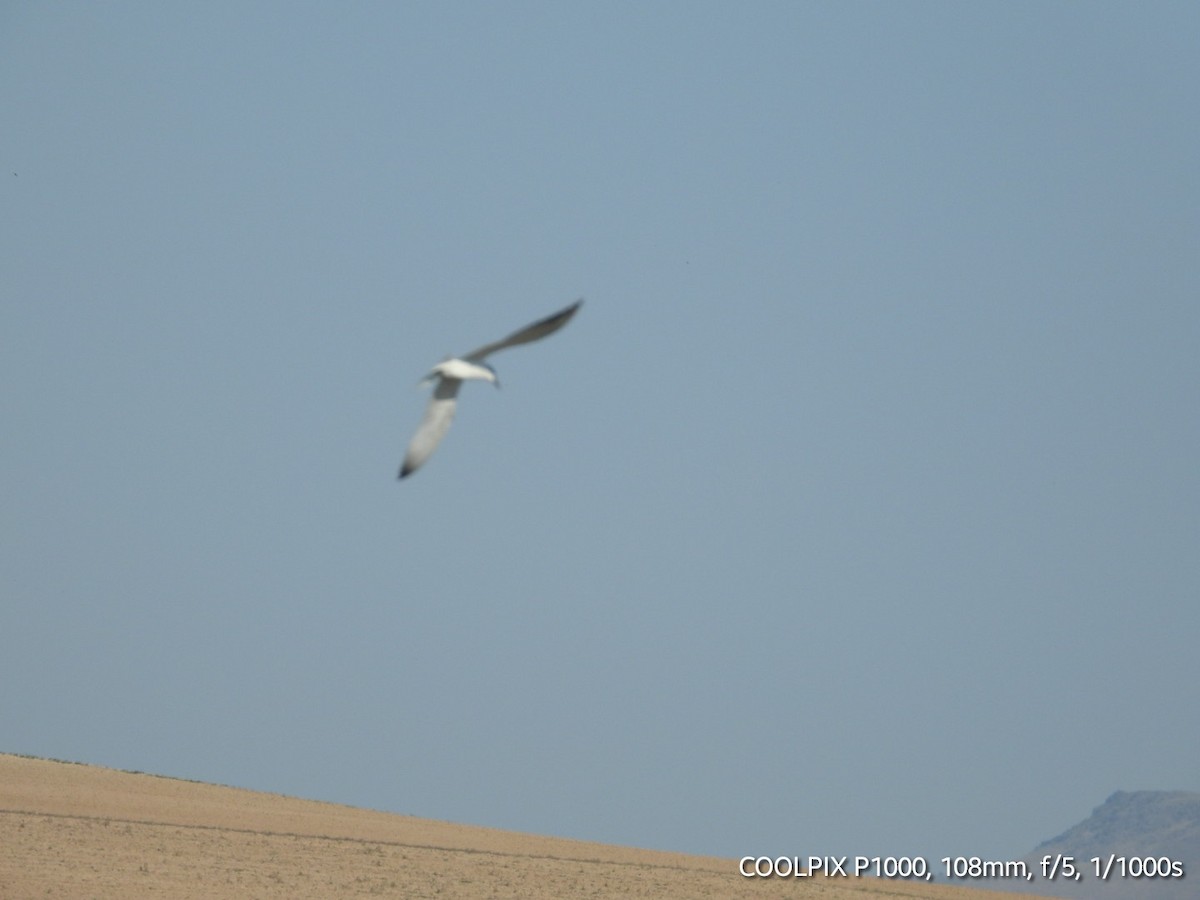 Sandwich Tern - ML620693565