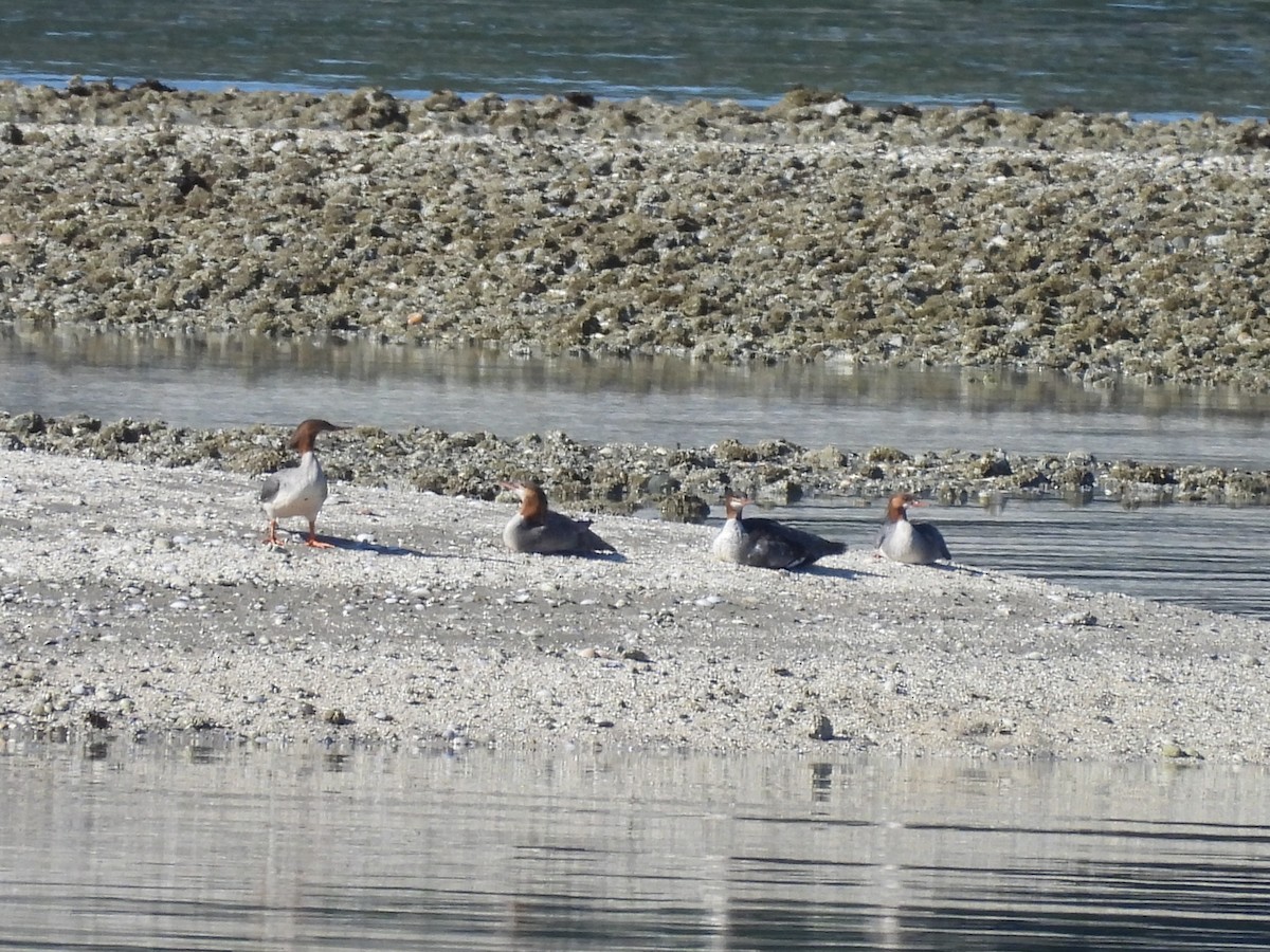 Common Merganser - ML620693566