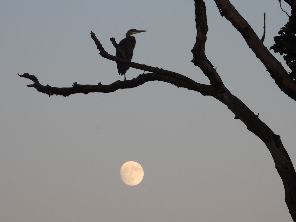 Great Blue Heron - Robert Enns