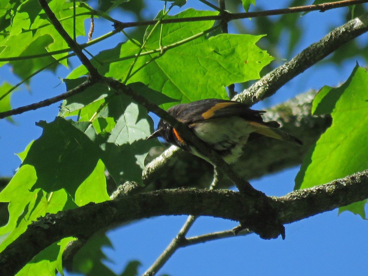 American Redstart - ML620693568