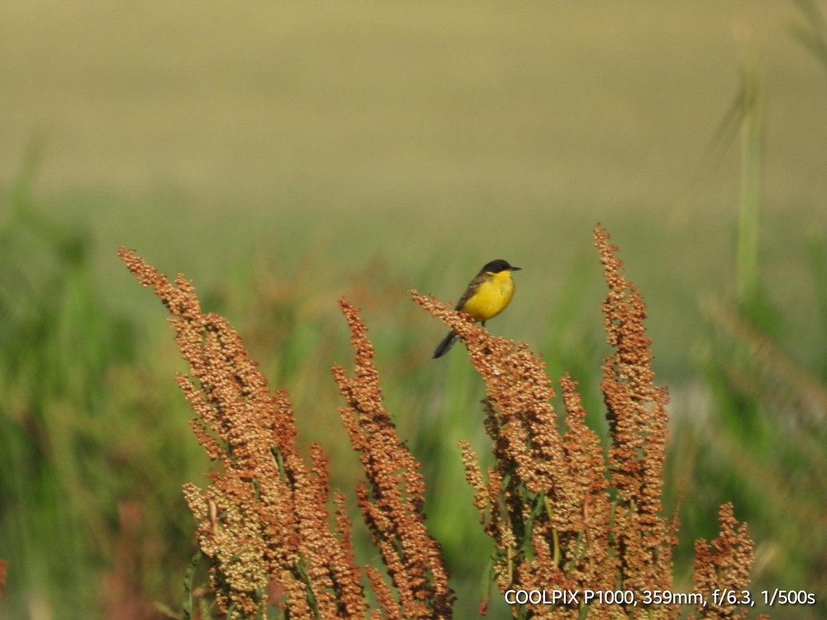 Western Yellow Wagtail - ML620693569