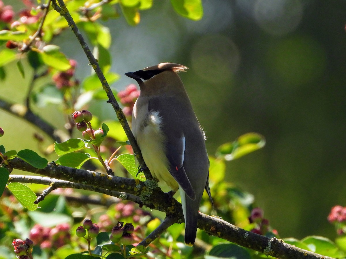 Cedar Waxwing - ML620693570