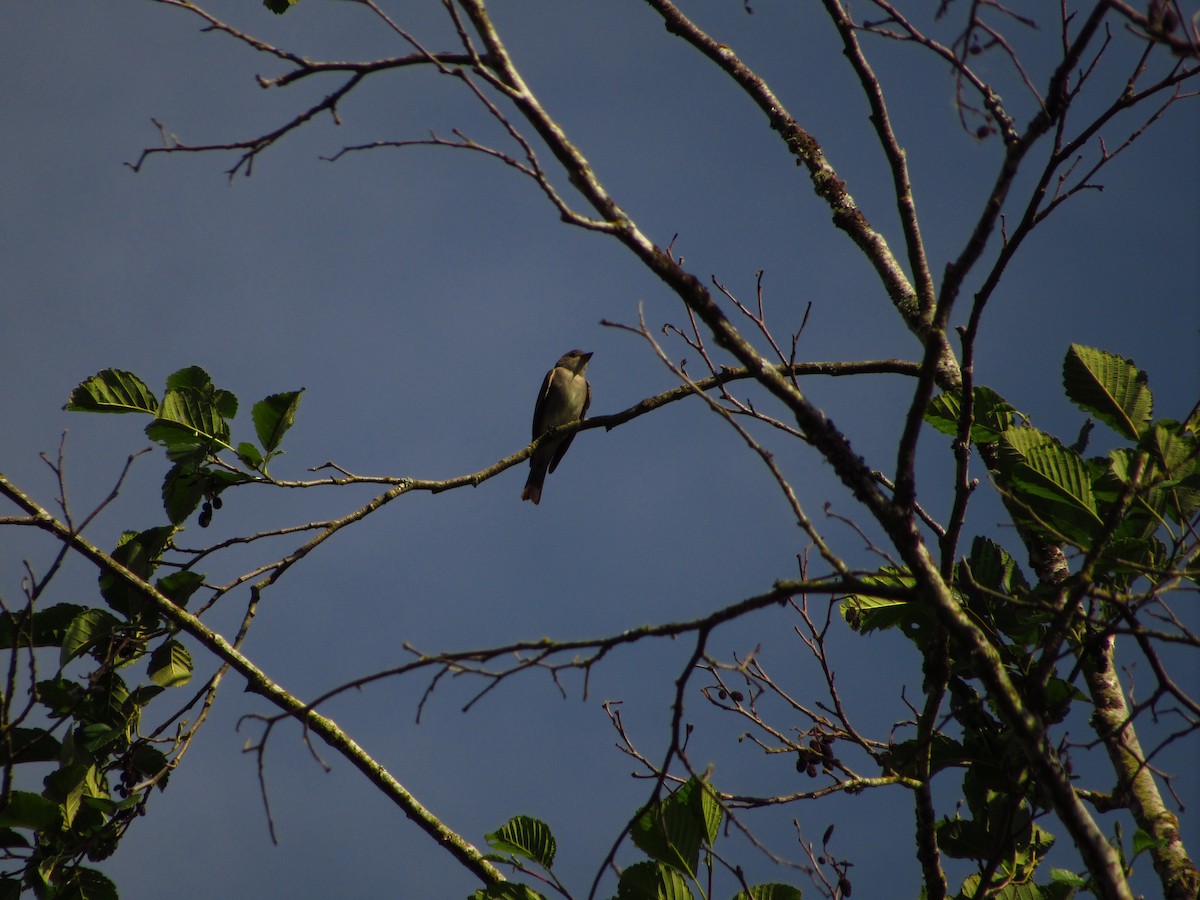 Western Wood-Pewee - ML620693571