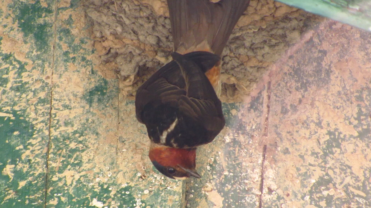 Cliff Swallow - ML620693574