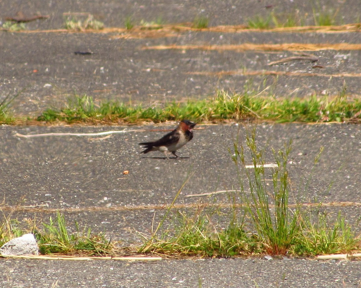 Cliff Swallow - ML620693575